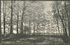 16718 Gezicht in het bos bij Lievendael te Amerongen.